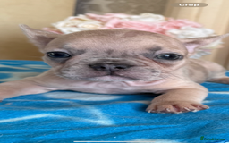 French Bulldog dogs for sale: French Bulldog Puppies 3 Male 4 Female  - Image 3