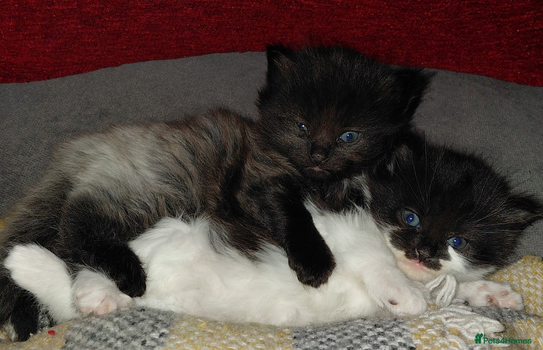 European cats for sale: two long hair kittens - Image 1