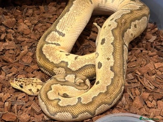 Python Snake reptiles Royal Pythons for Sale - Advert 19