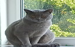 British Shorthair cats for sale: Blue British shorthair kitten male. - Image 1
