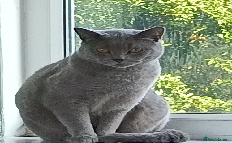British Shorthair cats - Advert 1