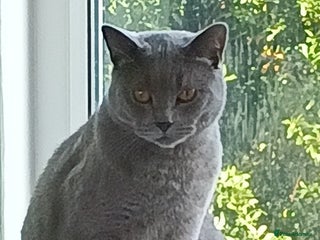 British Shorthair cats - Advert 25