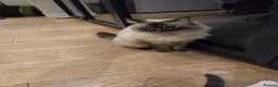 Ragdoll cats for sale: Ragdoll kittens  - Advert 15