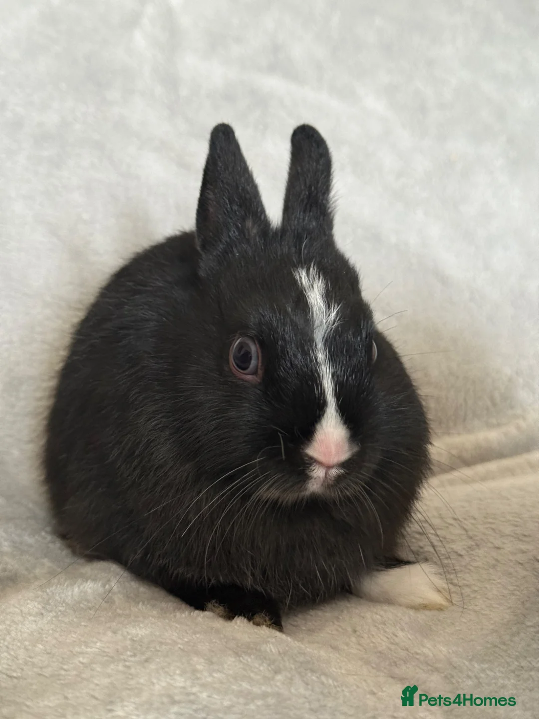 Netherland Dwarf rabbits for sale: Netherland Dwarf Baby Girl Rabbit.  - Advert 1