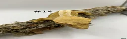 Gecko reptiles for sale: Adult + Juvenile Crested Geckos inc. Lilly Whites - Advert 27