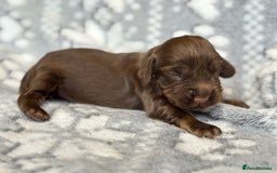 Cocker Spaniel dogs for sale: Champion bred KC health tested cockers  - Image 4