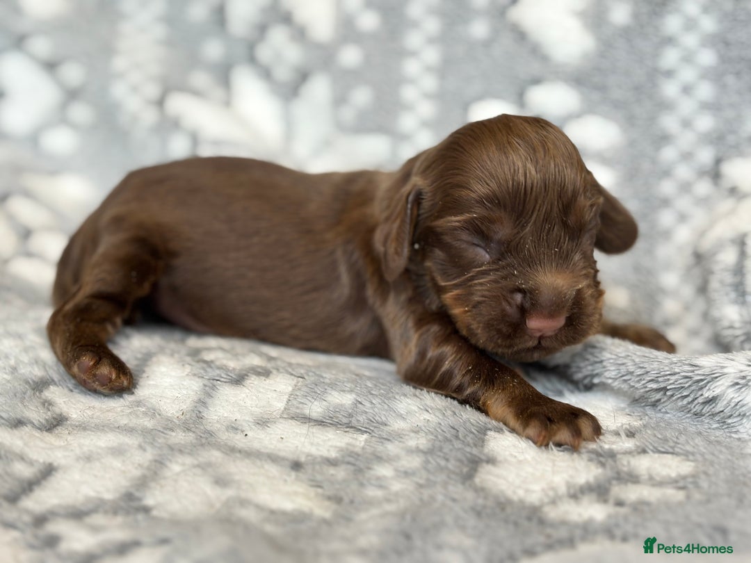Cocker Spaniel dogs for sale: Champion bred KC health tested cockers  - Image 4