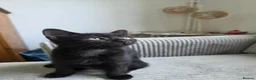 Mixed Breed cats for sale: 2 beautiful kittens for sale. - Advert 6