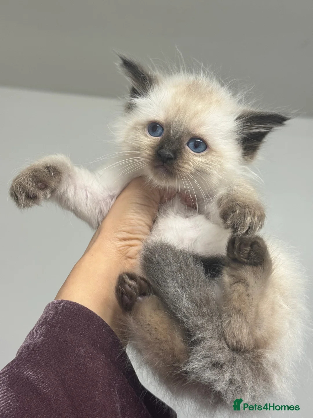 Ragdoll cats for sale: Ragdoll kittens bi color - Advert 4
