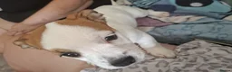 Mixed Breed dogs for sale: puppys - Advert 6