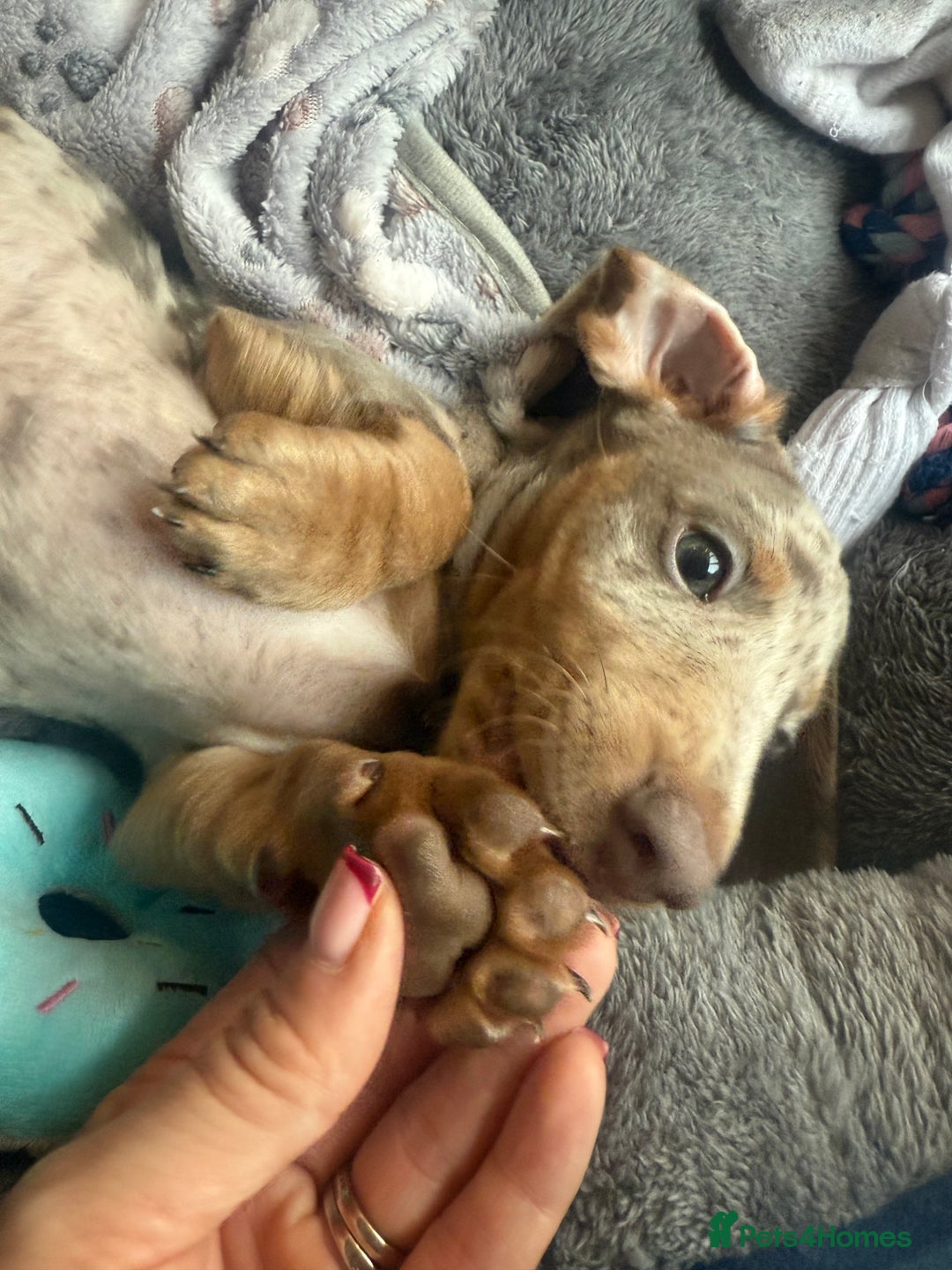 Dachshund dogs for sale: Isabelle tan male  - Advert 8