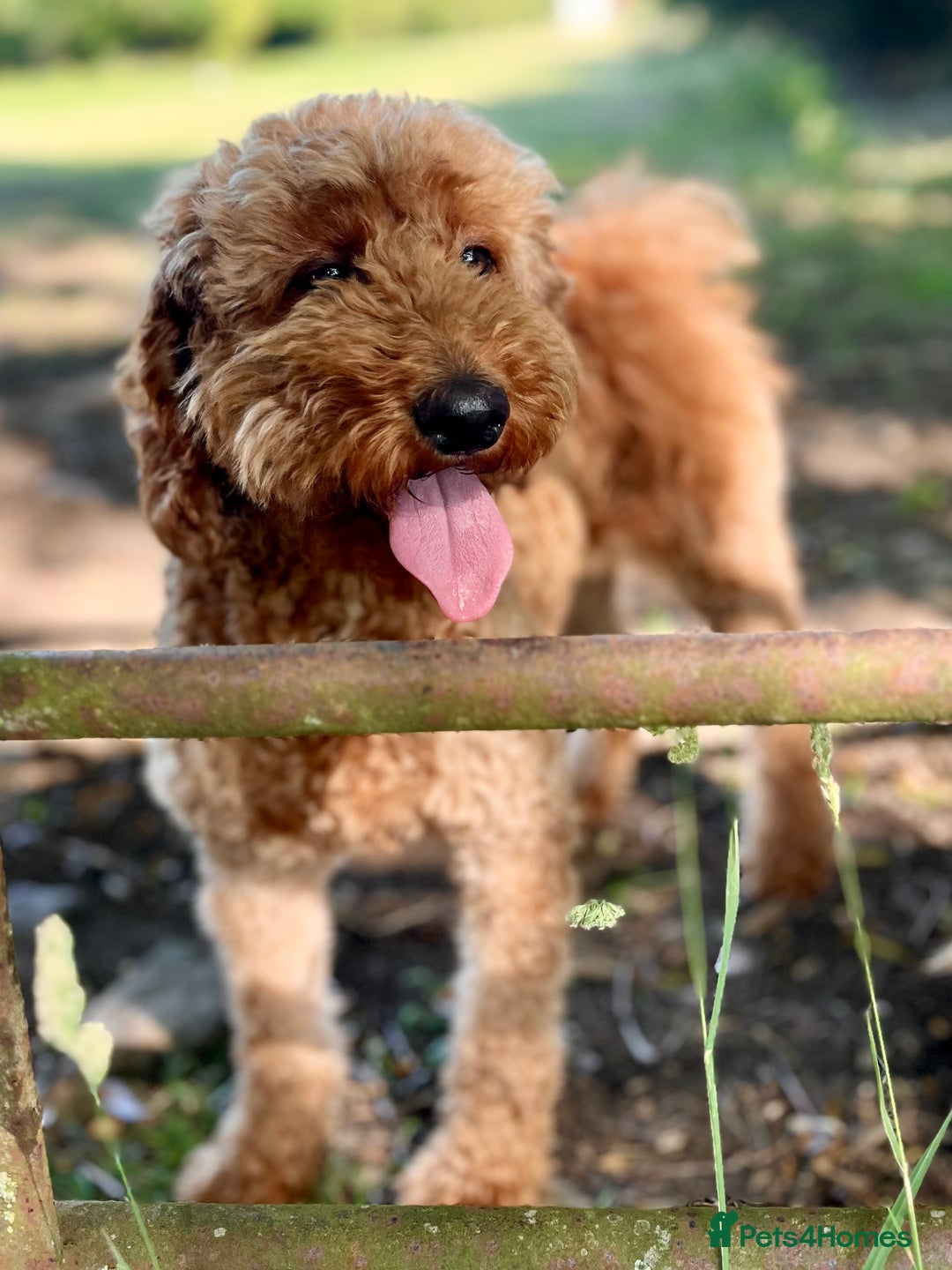Mixed Breed dogs for sale: Health Tested miniature Goldendoodles  - Image 3