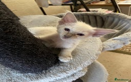 Balinese cats for sale: Beautiful Pedigree Balinese Kittens - Image 8