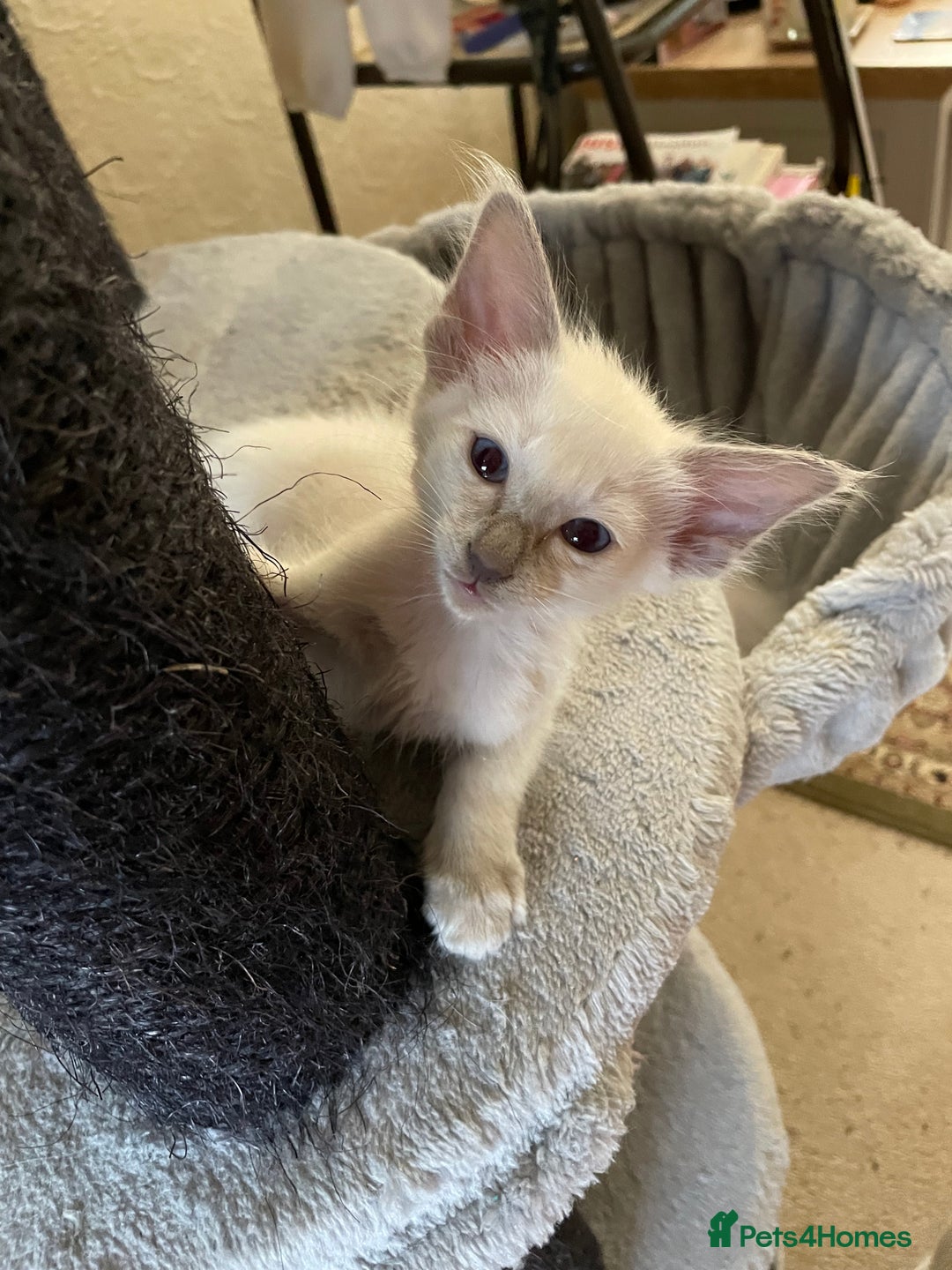 Balinese cats for sale: Beautiful Pedigree Balinese Kittens - Image 8