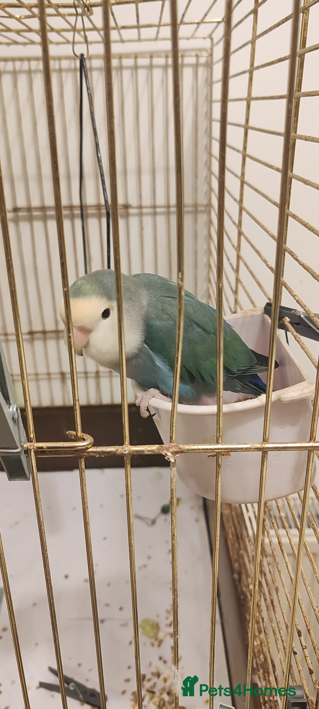 Lovebirds birds for sale: Semi Tamed Love Bird Needs New Home - Advert 4
