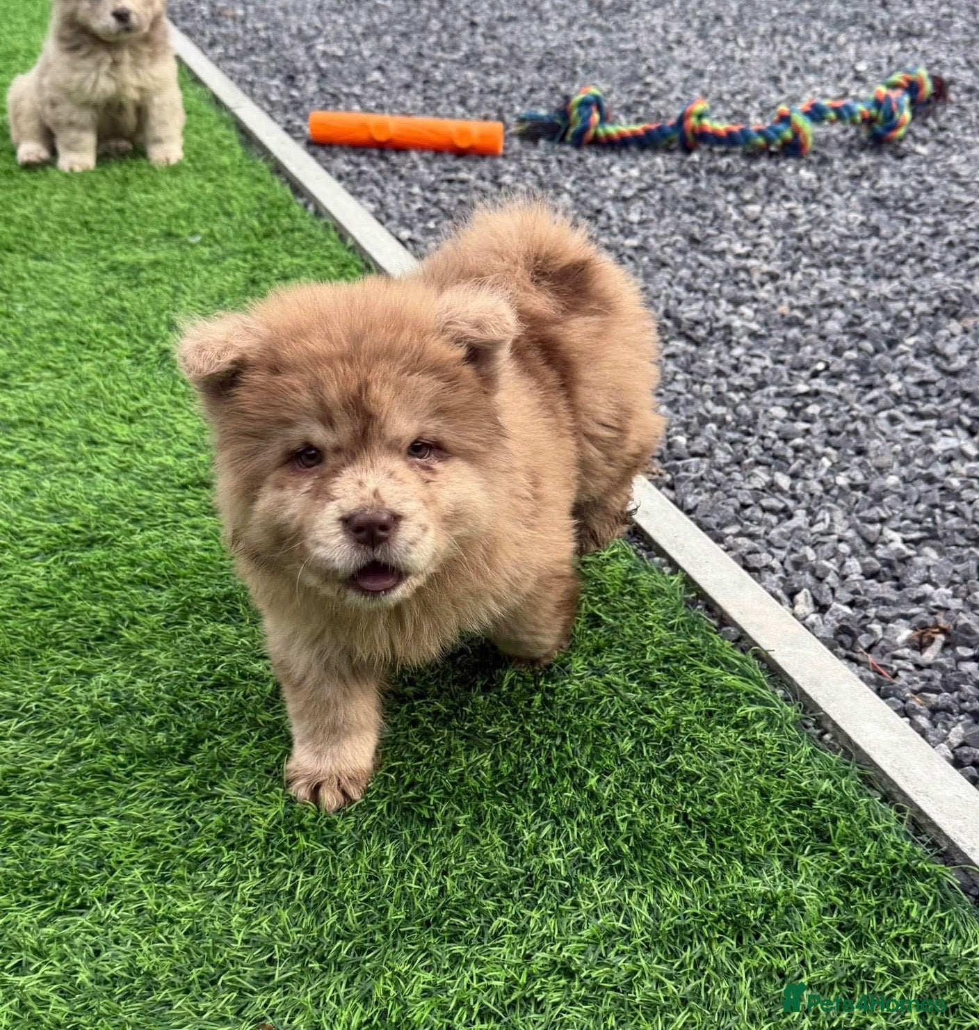 Chow Chow dogs Genuine exotic colour chowski puppies for sale - Advert 2