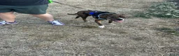 Mixed Breed dogs for sale: 4 year old Boxer/Staffy- please read description - Advert 3
