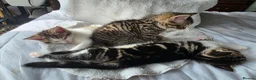 Mixed Breed cats for sale: 3 Mainecoon Mix Kittens  - Advert 2
