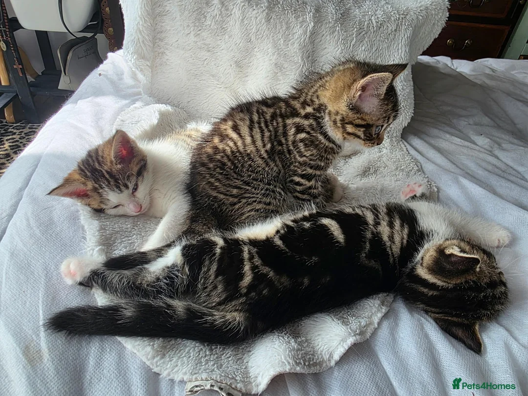 Mixed Breed cats for sale: 3 Mainecoon Mix Kittens  - Advert 2