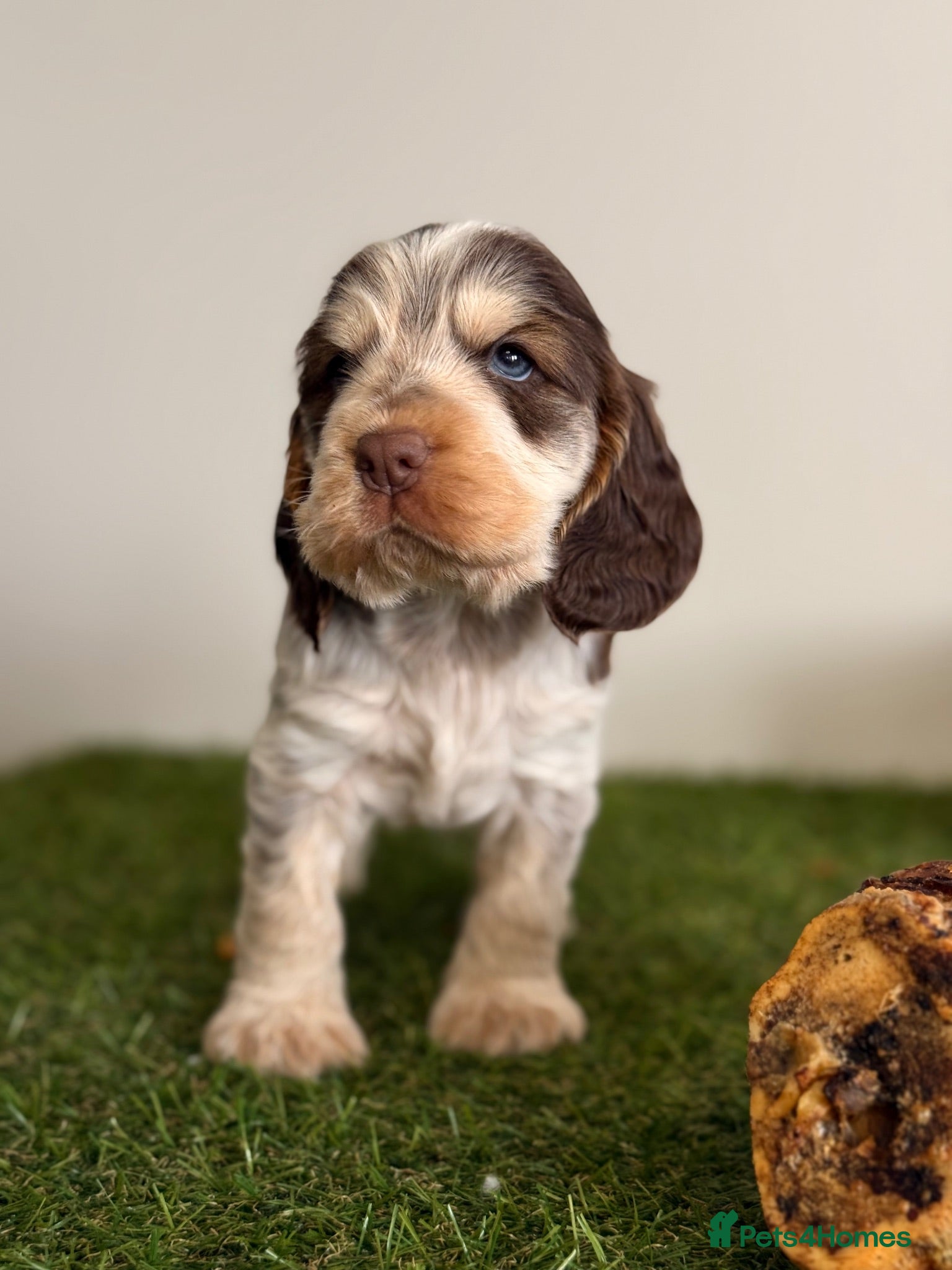Cocker Spaniel dogs Show type cocker spaniels  - Advert 1