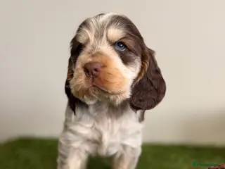 Cocker Spaniel dogs Show type cocker spaniels - Advert 1