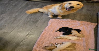 Goldendoodle dogs Goldendoodle🐶 - Advert 5