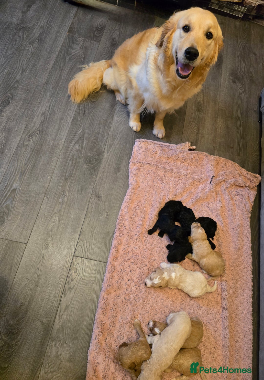 Goldendoodle dogs for sale: Goldendoodle🐶 - Advert 2