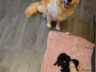 Goldendoodle dogs Goldendoodle🐶 - Advert 1