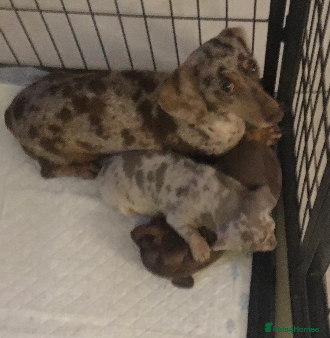 Miniature Dachshund dogs for sale: kc reg smooth haired miniature dachshund pups - Advert 3