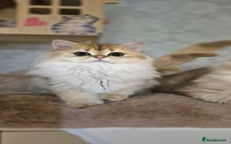 Scottish Fold cats for sale: I girl left! TICA reg. Scottish Fold ready to go - Image 3