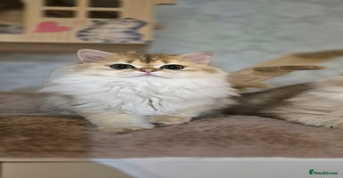 Scottish Fold cats - Advert 13