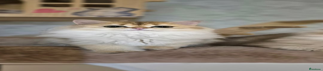 Scottish Straight girl 