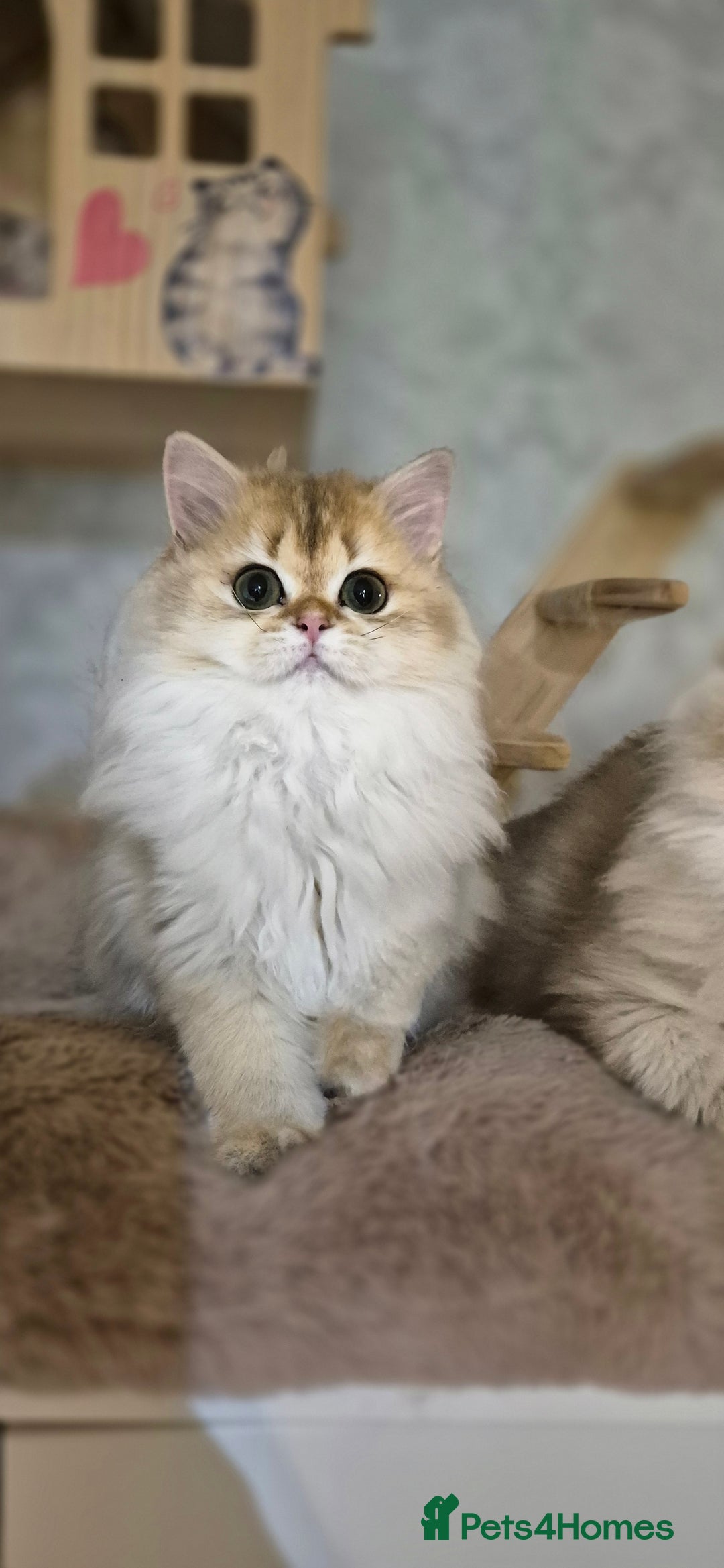 Scottish Fold cats for sale: I girl left! TICA reg. Scottish Fold ready to go - Image 3