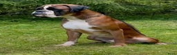 Boxer dogs for sale: Stunning Boxer Puppies  - Advert 14