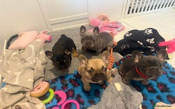 French Bulldog dogs for sale: 🐾Ready Now!! Adorable French Bulldog Puppies!  - Image 8