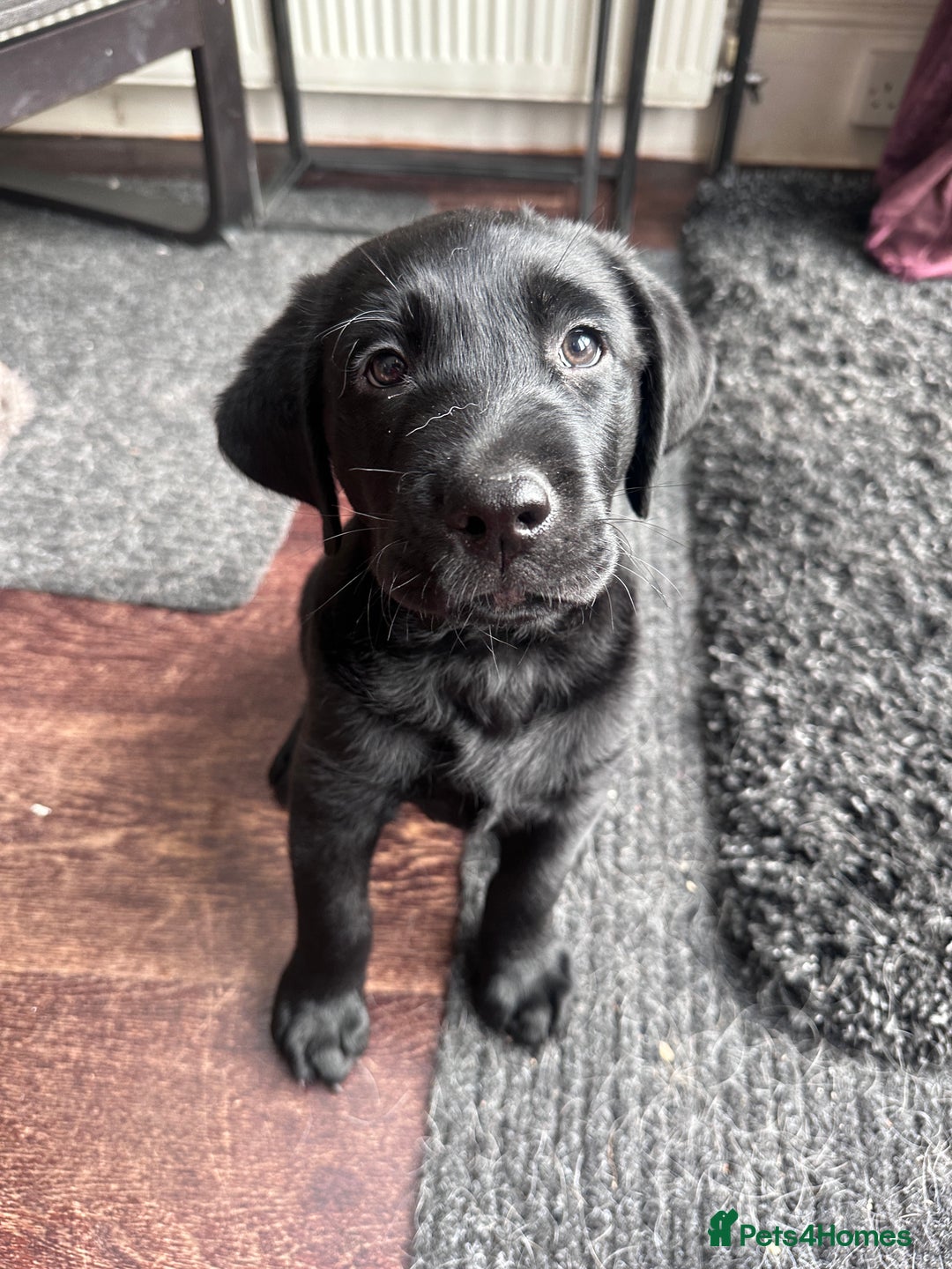 Labrador Retriever dogs for sale: Beautiful Labrador Puppies, Family Raised - Image 6