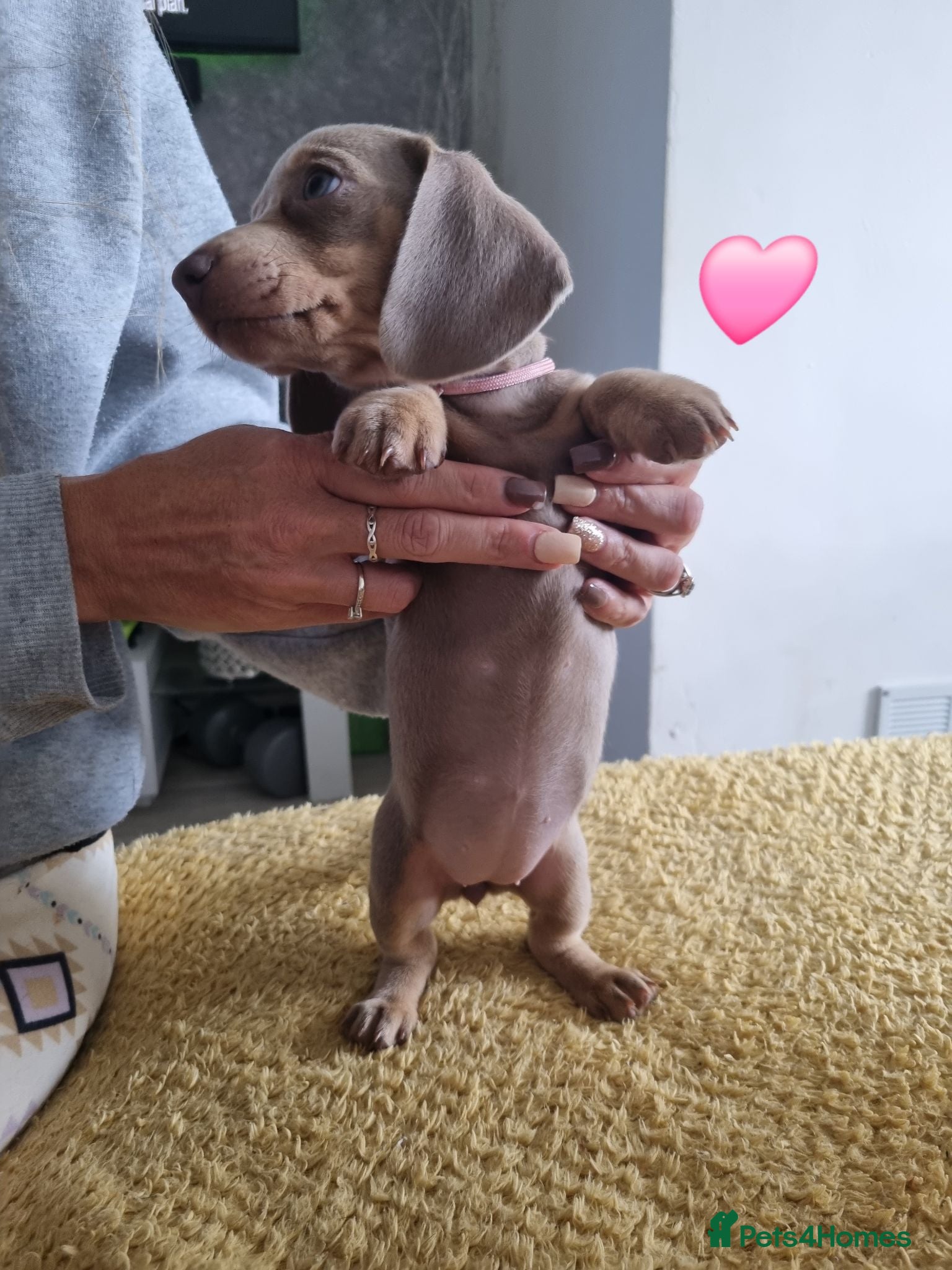 Dachshund dogs Miniature smooth daschund pups - Advert 20