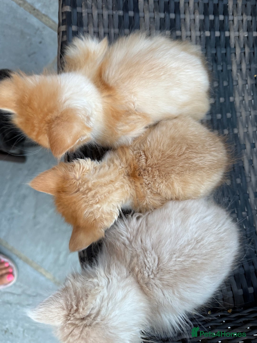 Persian cats for sale: Persian x - Image 6