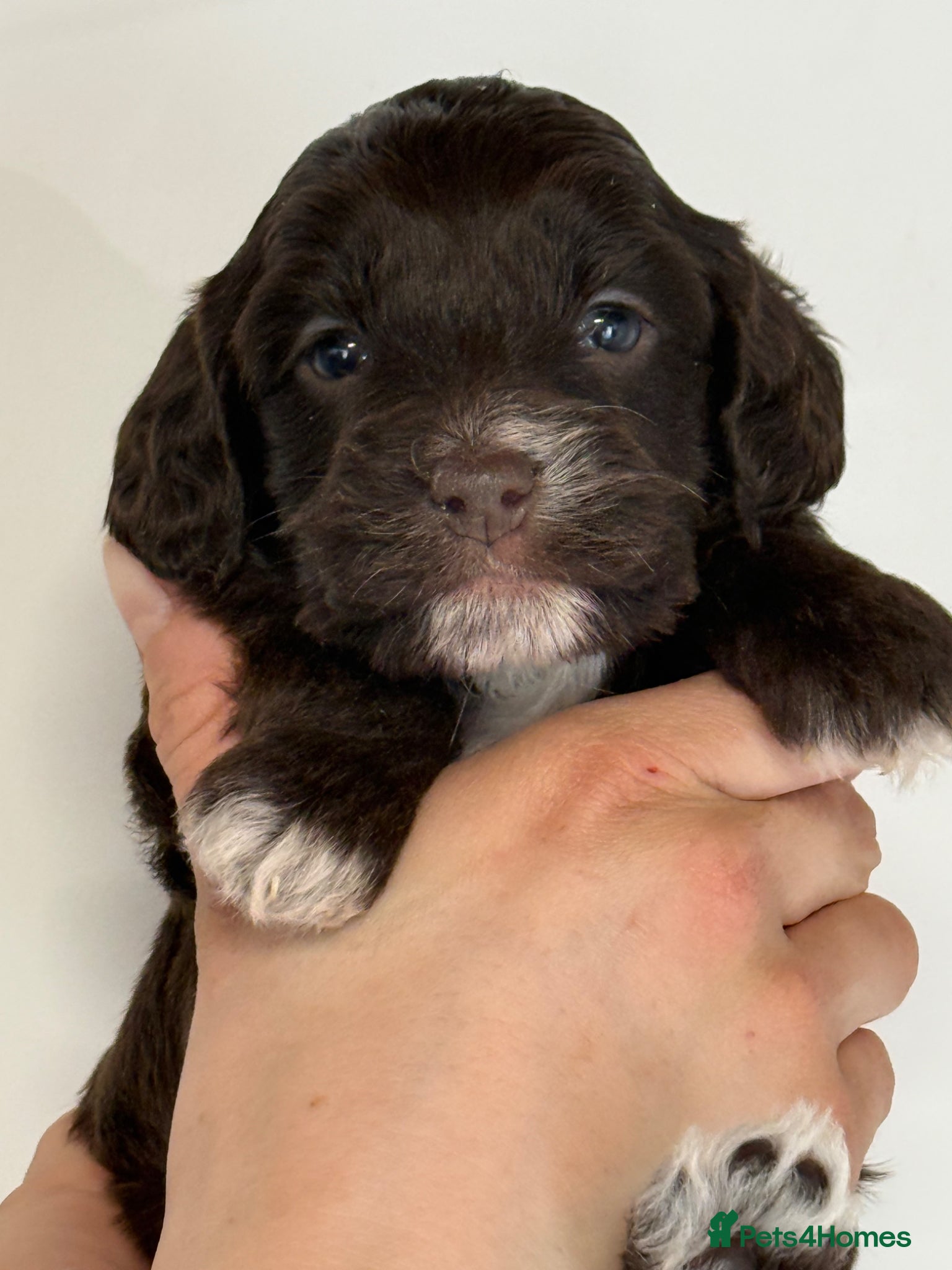 Cockapoo dogs F1 Show Cockapoo Ready April  - Advert 8