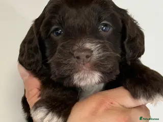 Cockapoo dogs F1 Show Cockapoo Ready April - Advert 8