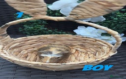 Guinea Pig rodents for sale: 4 baby guinea pigs looking for their forever home - Image 7
