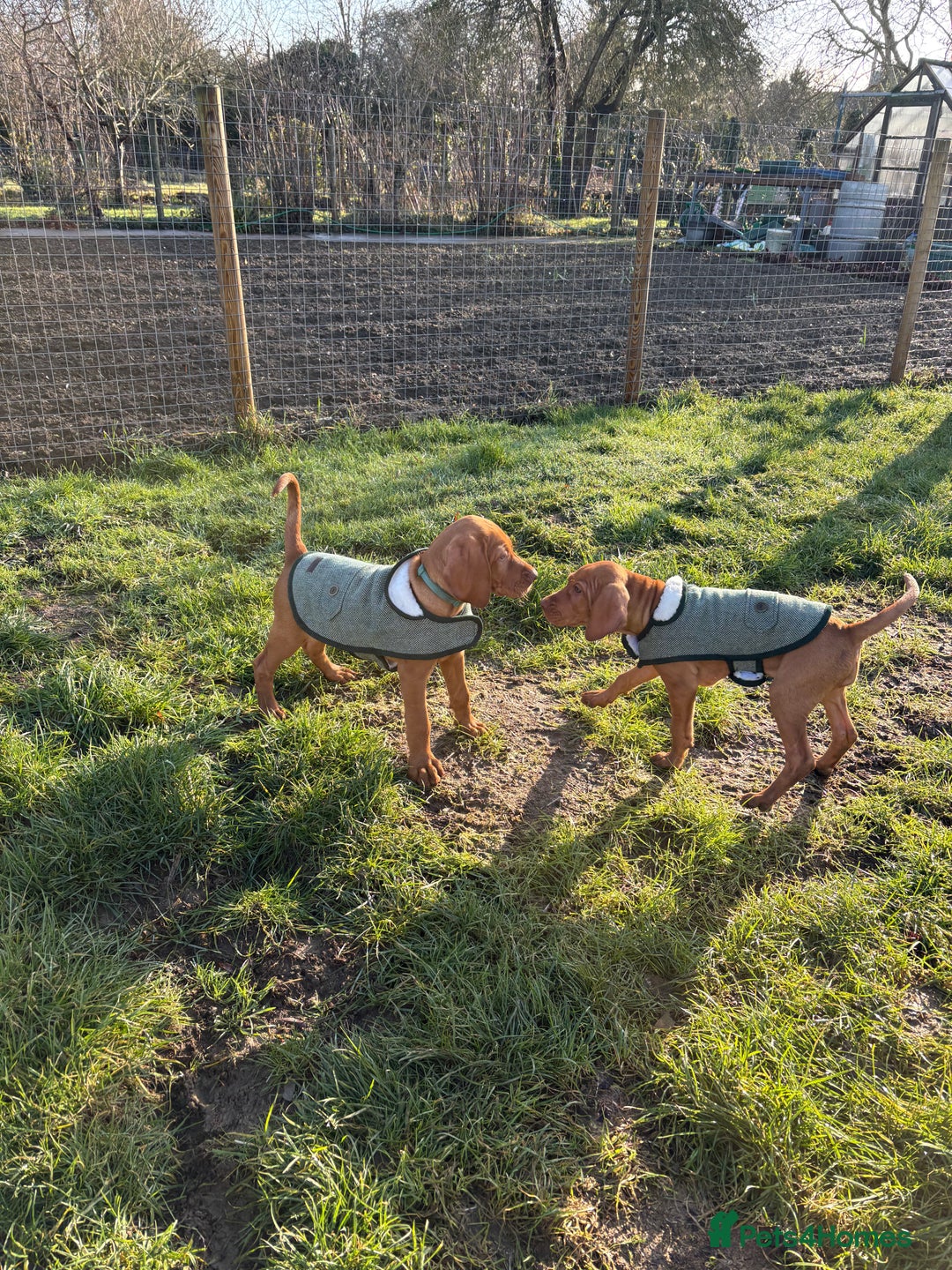 Hungarian Vizsla dogs for sale: 9 week old adorable Hungarian Vizsla Girl - Advert 4