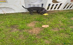 Staffordshire Bull Terrier dogs for sale: KC registered Blue Staffordshire bull terrier’s  in Colchester - Image 33