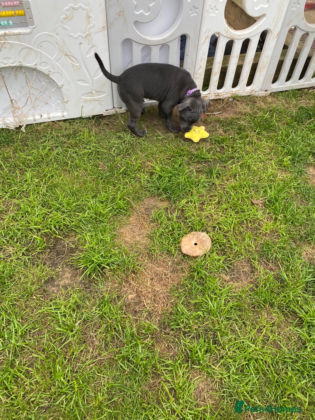 Staffordshire Bull Terrier dogs for sale: KC registered Blue Staffordshire bull terrier’s  in Colchester - Image 33
