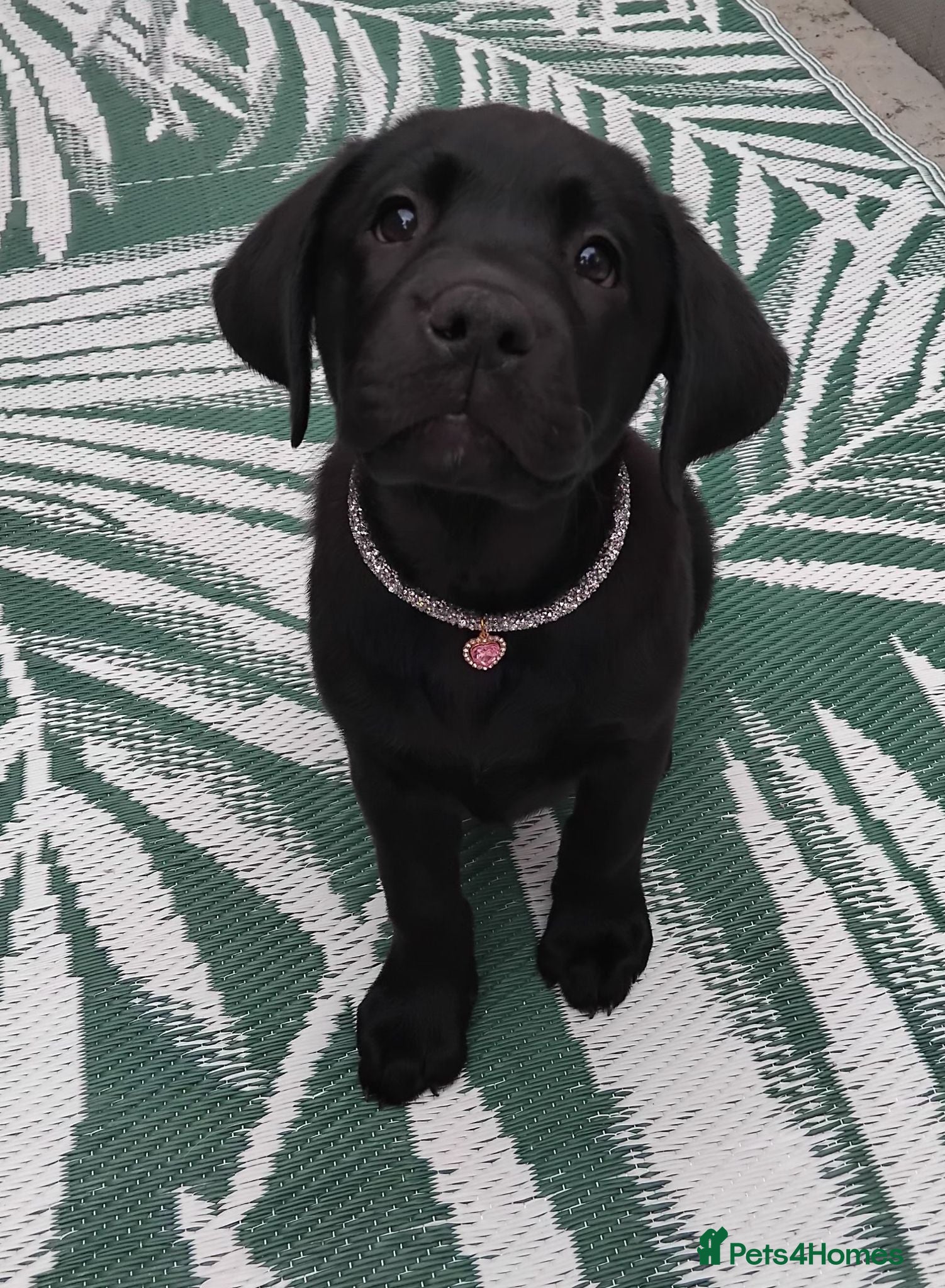 Labrador Retriever dogs  KC Black Labradors – 4 Boys & 2 Girls Available🐶 - Advert 6