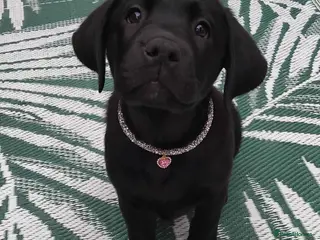 Labrador Retriever dogs KC Black Labradors – 4 Boys & 2 Girls Available🐶 - Advert 6