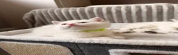 British Shorthair cats for sale: Beautiful Kittens for Sale – 3 Boys & 1 Girl 🐱💕 in Luton - Advert 10
