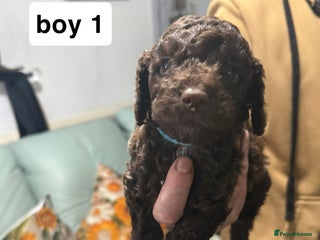 Cockapoo dogs 7 cockapoo pups - Advert 1