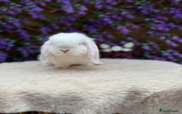 Mini Lop rabbits for sale: Mini lop sibling pair  - Image 15