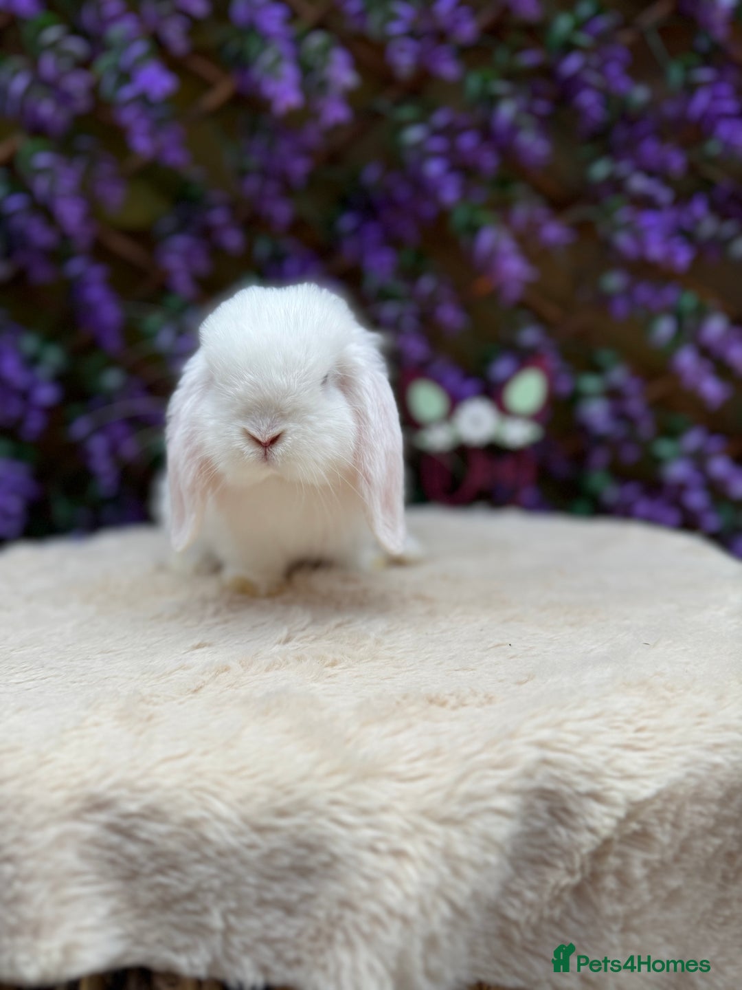 Mini Lop rabbits for sale: Mini lop sibling pair  - Image 15